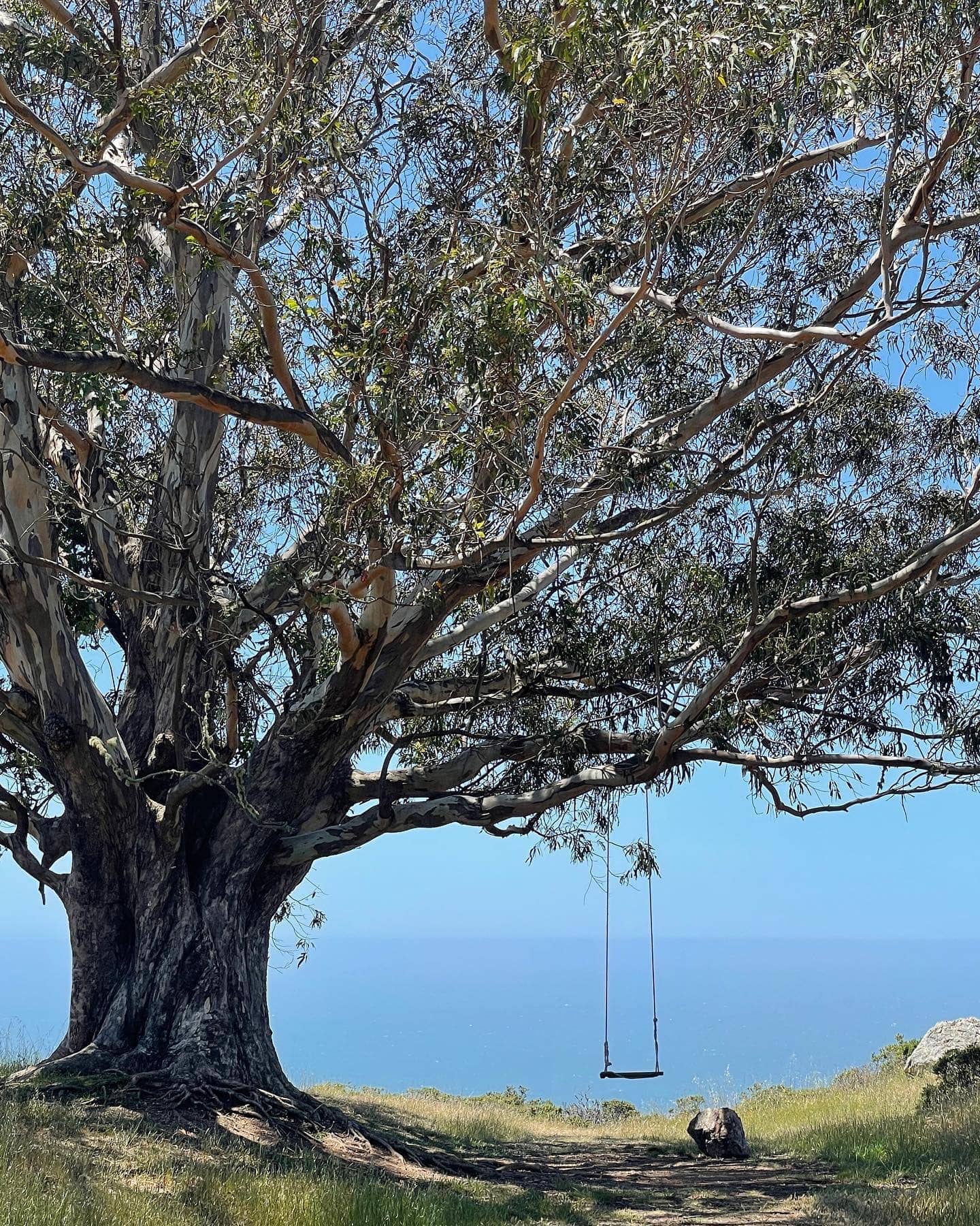 A large, gnarled tree with a rope swing hanging from a low branch called Dipsea Trailhead Swing. The tree stands on a grassy hill overlooking a calm ocean. The sky is a clear blue