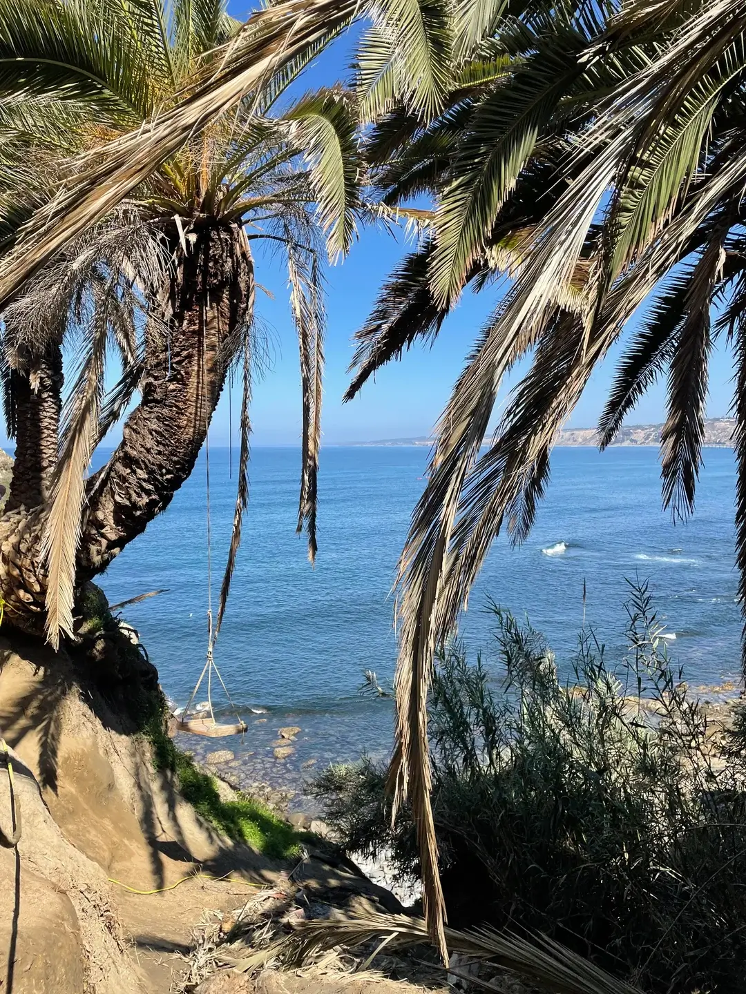 La Jolla Cove Swing hanging on a palm tree with an ocean view, a calm blue sky above, and a distant coastline in the background.